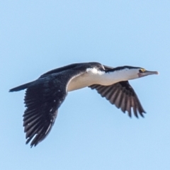 Phalacrocorax varius at Menindee, NSW - 26 Jul 2022