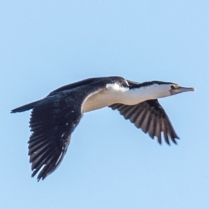 Phalacrocorax varius at Menindee, NSW - 26 Jul 2022 11:04 AM