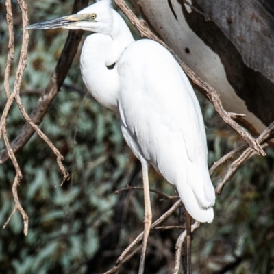 Ardea alba (Great Egret) at Menindee, NSW - 26 Jul 2022 by Petesteamer