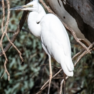 Ardea alba (Great Egret) at Menindee, NSW by Petesteamer