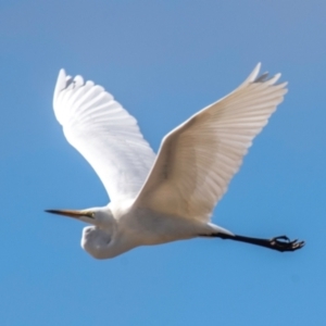 Ardea alba at Menindee, NSW - 26 Jul 2022 11:20 AM