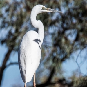 Ardea alba at Menindee, NSW - 26 Jul 2022 11:20 AM