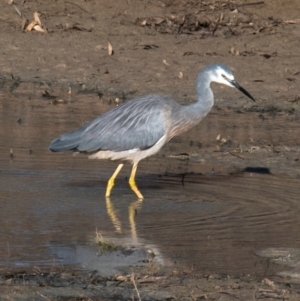 Egretta novaehollandiae at Menindee, NSW - 26 Jul 2022