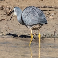 Egretta novaehollandiae at Menindee, NSW - 26 Jul 2022