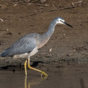 Egretta novaehollandiae at Menindee, NSW - 26 Jul 2022