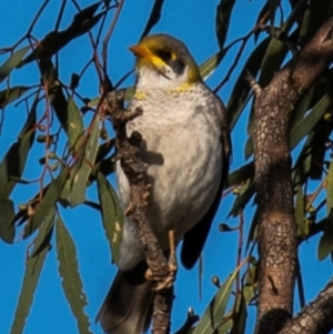 Manorina flavigula at Menindee, NSW - 26 Jul 2022