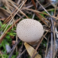 Lycoperdon sp. (Puffball) at Farringdon, NSW - 24 Apr 2024 by Csteele4