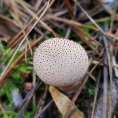 Lycoperdon sp. (Puffball) at Tallaganda State Forest - 24 Apr 2024 by Csteele4