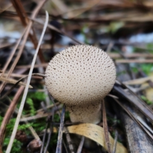 Lycoperdon sp. at QPRC LGA - 24 Apr 2024