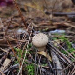 Lycoperdon sp. at QPRC LGA - 24 Apr 2024 12:19 PM