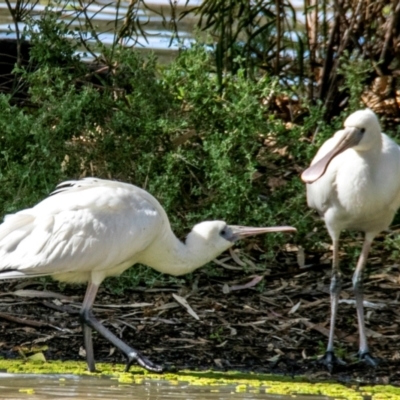 Platalea flavipes (Yellow-billed Spoonbill) at Menindee, NSW - 26 Jul 2022 by Petesteamer