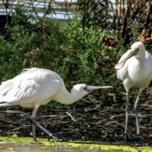 Platalea flavipes (Yellow-billed Spoonbill) at suppressed by Petesteamer
