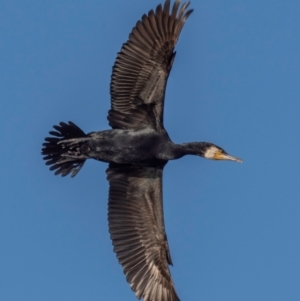 Phalacrocorax carbo at Menindee, NSW - 26 Jul 2022 04:42 PM