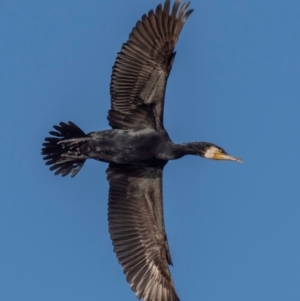 Phalacrocorax carbo at Menindee, NSW - 26 Jul 2022