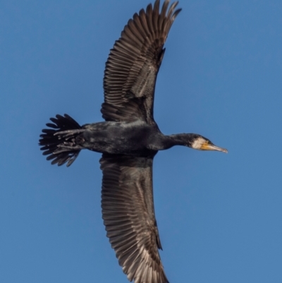 Phalacrocorax carbo (Great Cormorant) at Menindee, NSW - 26 Jul 2022 by Petesteamer