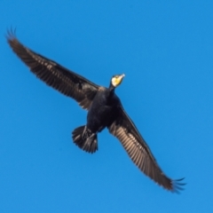 Phalacrocorax carbo at Menindee, NSW - 26 Jul 2022 04:42 PM