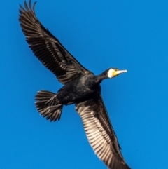 Phalacrocorax carbo at Menindee, NSW - 26 Jul 2022