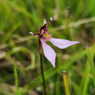 Eriochilus cucullatus (Parson's Bands) at Windellama, NSW - 17 Mar 2024 by peterchandler