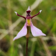 Eriochilus cucullatus at SCR380 at Windellama - 17 Mar 2024