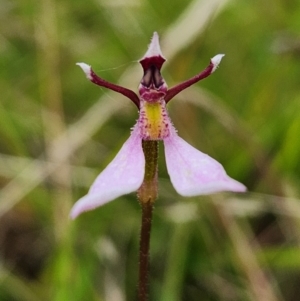 Eriochilus cucullatus at SCR380 at Windellama - 17 Mar 2024