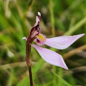 Eriochilus cucullatus at SCR380 at Windellama - 17 Mar 2024