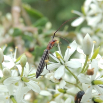 Syllitus rectus (Longhorn beetle) at Pollinator-friendly garden Conder - 11 Dec 2023 by MichaelBedingfield