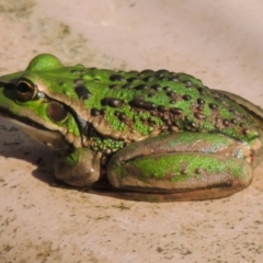 Litoria raniformis (Southern Bell Frog) at Freshwater Creek, VIC - 6 Nov 2023 by WendyEM