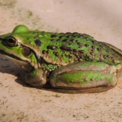 Litoria raniformis (Southern Bell Frog) by WendyEM