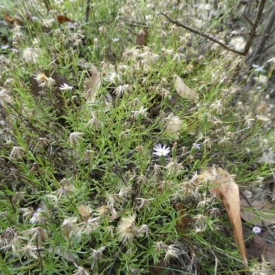 Vittadinia muelleri (Narrow-leafed New Holland Daisy) at SCR380 at Windellama - 28 Feb 2024 by peterchandler