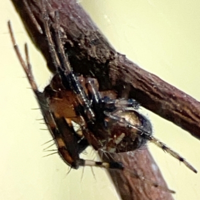 Araneus albotriangulus (White-triangle orb weaver) at Ainslie, ACT - 24 Apr 2024 by Hejor1