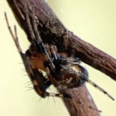 Araneus albotriangulus at Ainslie, ACT - 24 Apr 2024 by Hejor1