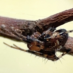 Araneus albotriangulus at Mount Ainslie - 24 Apr 2024