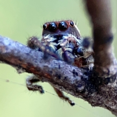 Sandalodes bipenicillatus (Double-brush jumper) at Mount Ainslie - 24 Apr 2024 by Hejor1