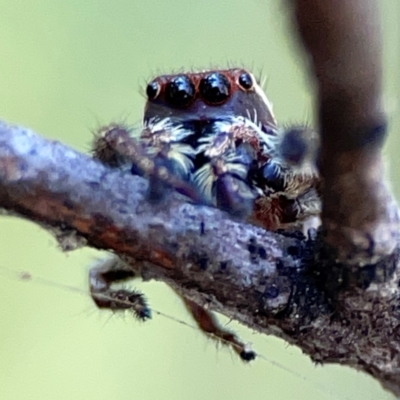 Sandalodes bipenicillatus (Double-brush jumper) at Ainslie, ACT - 24 Apr 2024 by Hejor1