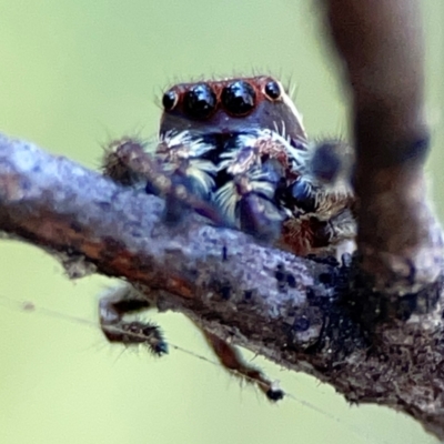 Unidentified Jumping or peacock spider (Salticidae) at Ainslie, ACT - 24 Apr 2024 by Hejor1