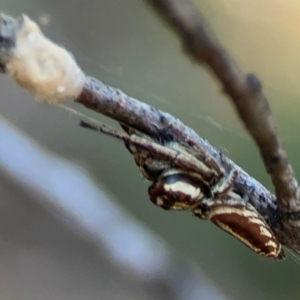 Sandalodes bipenicillatus at Mount Ainslie - 24 Apr 2024