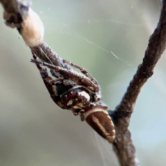 Sandalodes bipenicillatus at Mount Ainslie - 24 Apr 2024