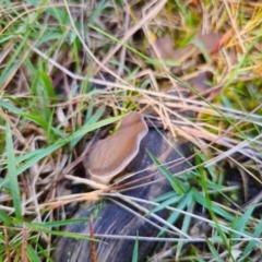 Pseudohydnum gelatinosum (Toothed Jelly) at Tallaganda State Forest - 24 Apr 2024 by Csteele4