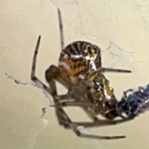 Parasteatoda sp. (genus) at Mount Ainslie - 24 Apr 2024