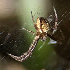 Gea theridioides (An orb weaver spider) at Ainslie, ACT - 24 Apr 2024 by Hejor1