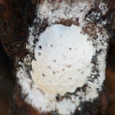 Unidentified Other web-building spider at Ainslie, ACT - 24 Apr 2024 by Hejor1