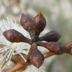 Eucalyptus mannifera (Brittle Gum) at SCR380 at Windellama - 28 Feb 2024 by peterchandler