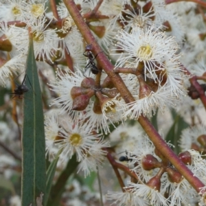 Eucalyptus mannifera at SCR380 at Windellama - 28 Feb 2024