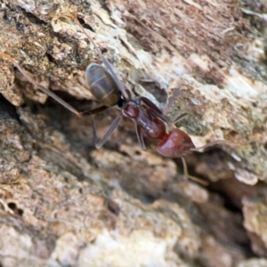 Iridomyrmex purpureus (Meat Ant) at Mount Ainslie by Hejor1