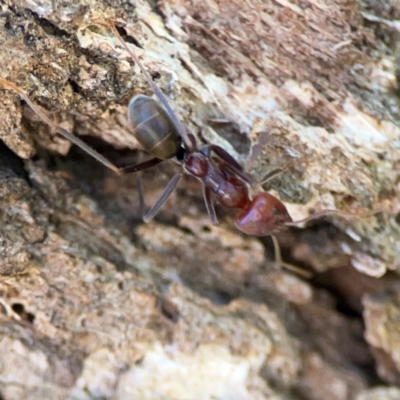 Iridomyrmex purpureus (Meat Ant) at Ainslie, ACT - 24 Apr 2024 by Hejor1