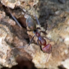 Iridomyrmex purpureus at Mount Ainslie - 24 Apr 2024