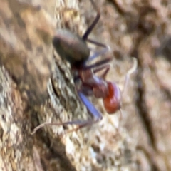 Iridomyrmex purpureus at Mount Ainslie - 24 Apr 2024 02:50 PM