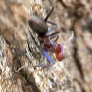 Iridomyrmex purpureus at Mount Ainslie - 24 Apr 2024
