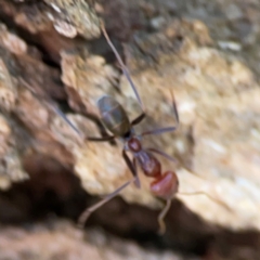 Iridomyrmex purpureus at Mount Ainslie - 24 Apr 2024