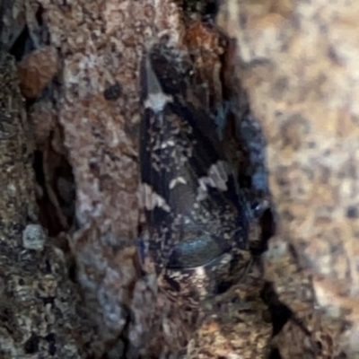 Eurymeloides punctata (Gumtree hopper) at Ainslie, ACT - 24 Apr 2024 by Hejor1